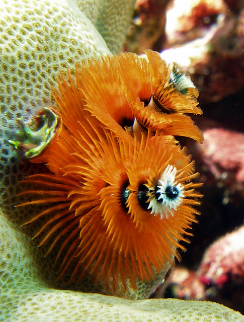 ChristmasTreeWorm