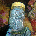 "The Toa Maru" Jar of Condoms  4-DSC00001