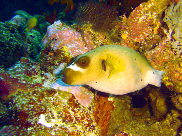 Blackspotted Puffer "Grand Central Station"
7-DSC00157