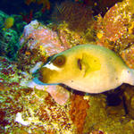 Blackspotted Puffer "Grand Central Station"
7-DSC00157