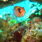 real colorful picture of a squirrel fish in a tunnel but looks like flash caught the water a little and made a little bit out of