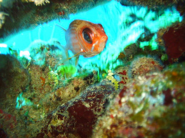real colorful picture of a squirrel fish in a tunnel but looks like flash caught the water a little and made a little bit out of