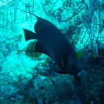 gray angel fish from the top