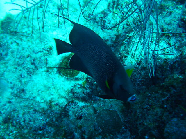 gray angel fish from the top