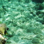 smooth trunkfish