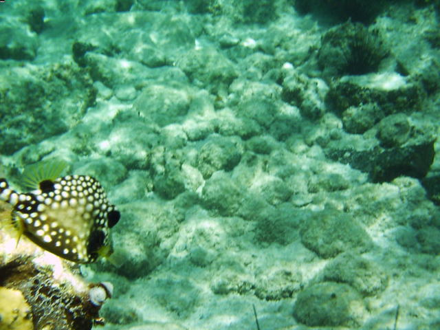 smooth trunkfish