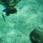 blue chromis