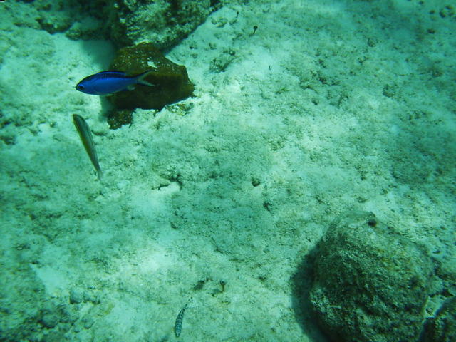 blue chromis