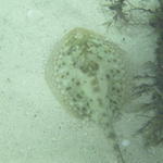 yellow sting ray