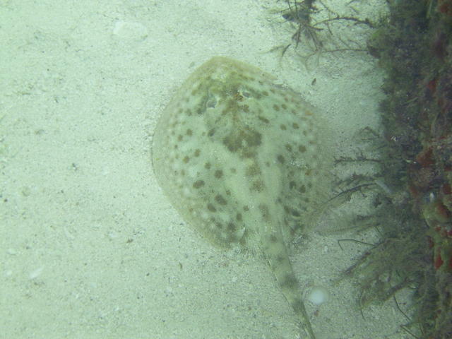 yellow sting ray