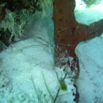 arrowhead crab with beautiful red sponge