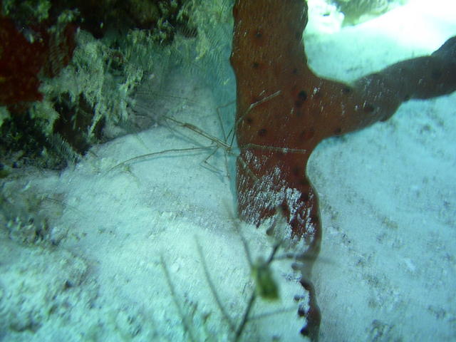 arrowhead crab with beautiful red sponge