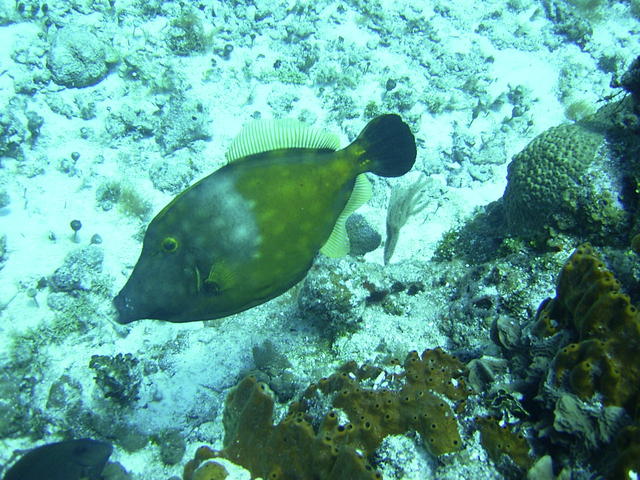 white spotted file fish