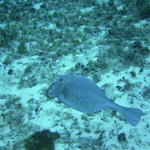 honeycomb cowfish