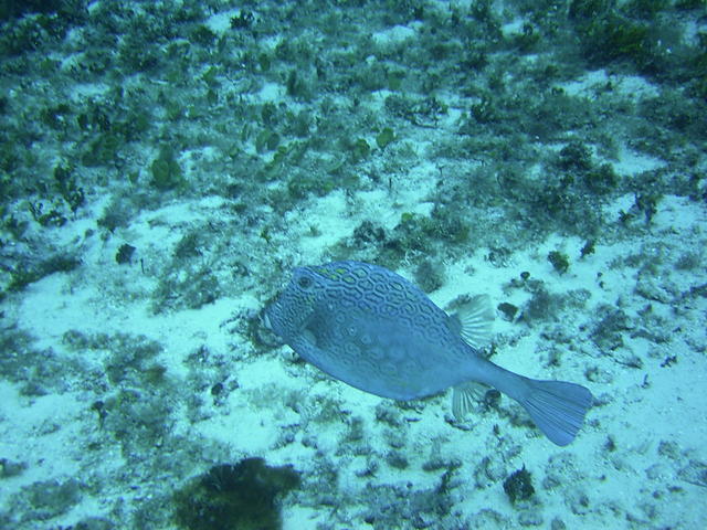 honeycomb cowfish