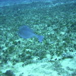 honey comb cowfish