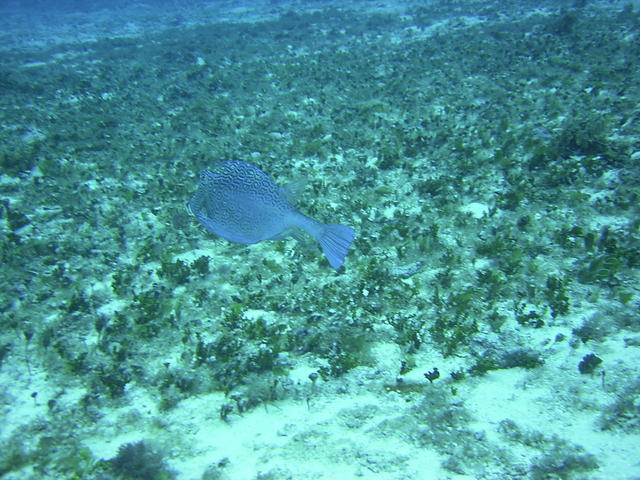 honey comb cowfish