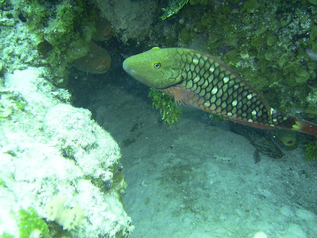 stoplight parrot fish