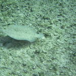 peacock flounder