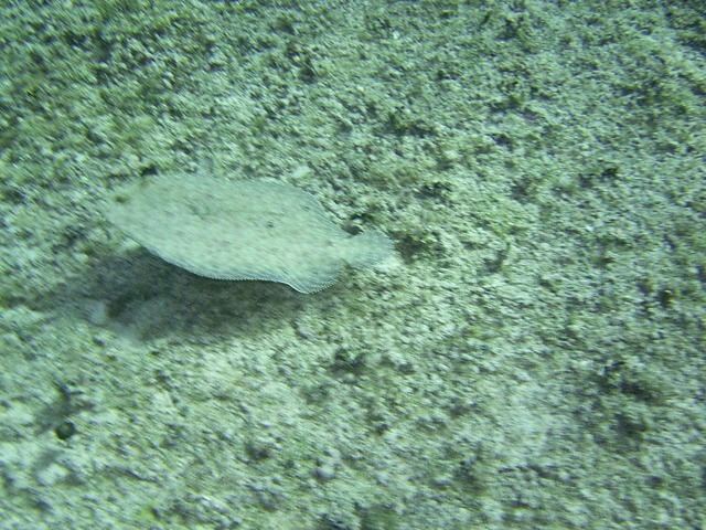 peacock flounder