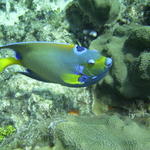 QUEEN anGELFISH