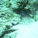 approaching the splendid toadfish