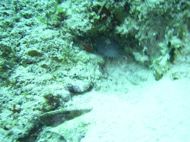 approaching the splendid toadfish