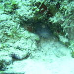 splendid toadfish