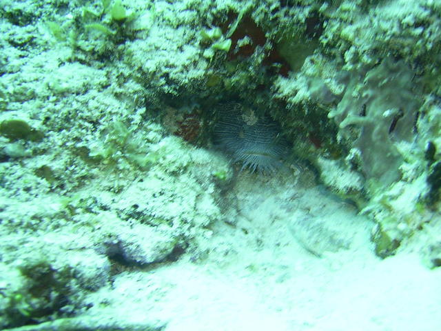 splendid toadfish