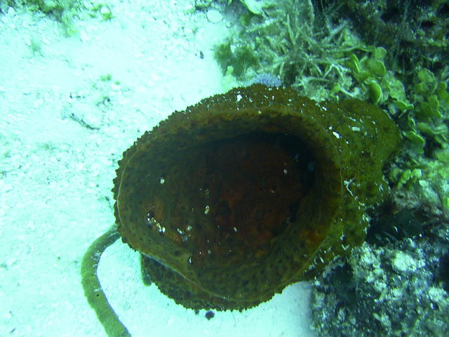 beautiful sponge on Las Palmas