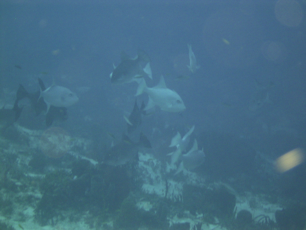 school of Oceanic triggers at a cleaning station