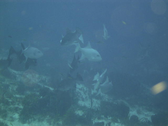 school of Oceanic triggers at a cleaning station