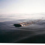 whale shark feeding