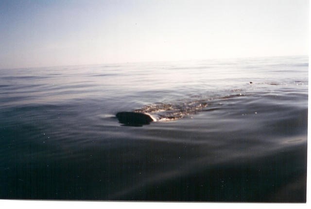 whale shark feeding