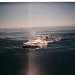 whale shark feeding