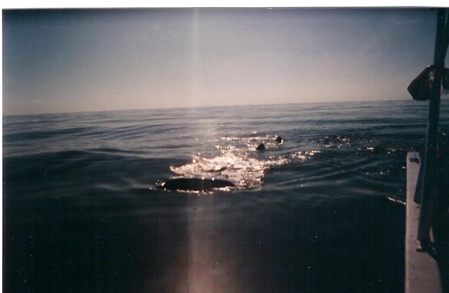 whale shark feeding