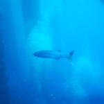 barracuda on this trip some reached 6 feet in length