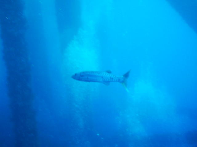 barracuda on this trip some reached 6 feet in length