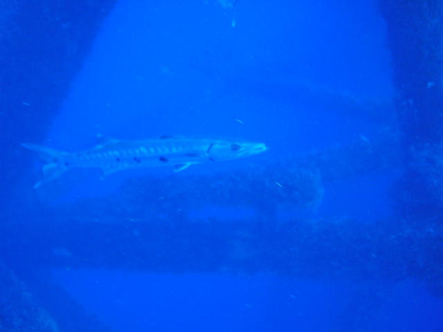 barracuda