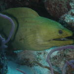 eel3