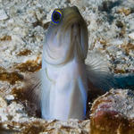 jgjawfish