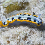 nudi1