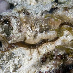 pipefish