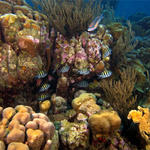 Bonaire_2008_D-6_081_edited