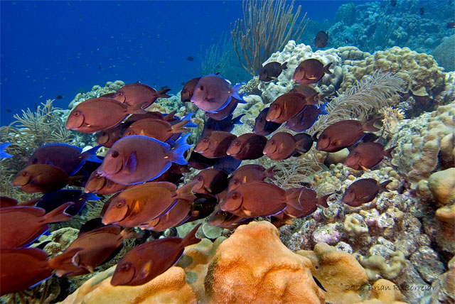 Bonaire_2008_D-6_104_edited