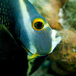 angelfish