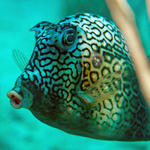 cowfish1