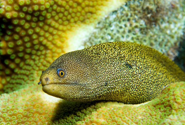 eel