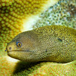 eel