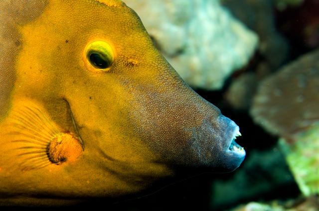 filefishface